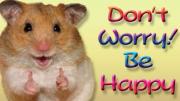 Hamster giving two thumbs up