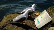 photo of two sea birds staring at a book