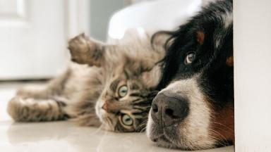 A cat lays sideways against a large dog, both giving you their 'what's up' face.